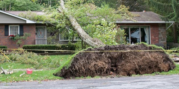 24/7 Emergency Tree Service